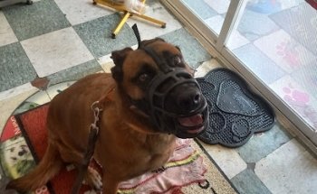 Clínica Veterinaria Alvaréz Yañez