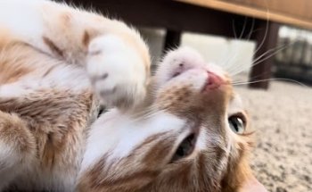 Clínica para animales Dr. Alexander