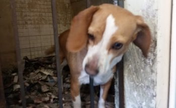 Centro Veterinario Chamizal