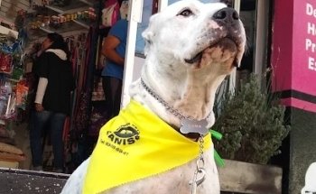 Veterinary Hospital KANIS