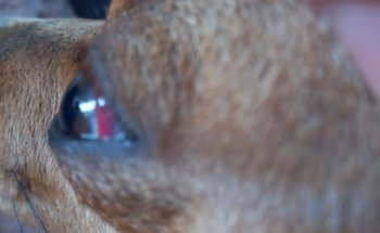 Clinica Veterinaria, la Central