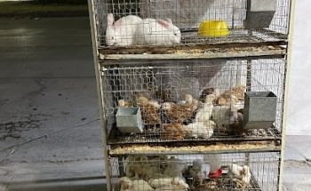 Veterinaria Happy Pet