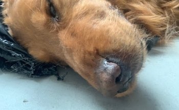 Veterinaria Marcovich's