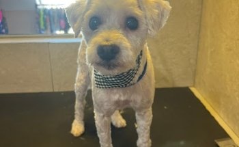 Veterinaria y Estética Canina Loma Bonita