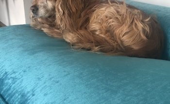 ZOON - Medicina de Alta Especialidad para Animales de Compañía