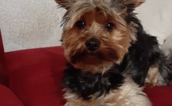 Estetica, Accesorios y Cuidado Canino 