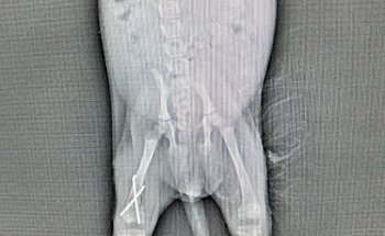 Ted & Vet Veterinary Hospital Union