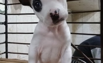 VETERINARIA SAN LAZARO