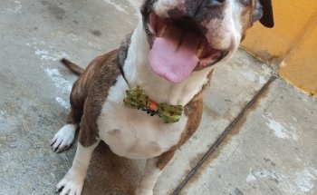 Veterinaria Clinivet