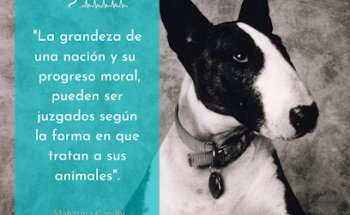 Unidad Veterinaria Campeche