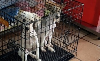 Accesorios y Estética Canina Luna