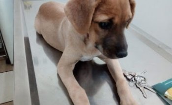 San Francisco de Asis