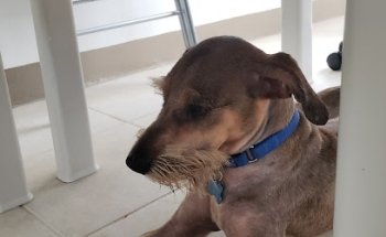 Clínica Veterinaria Sheraveti