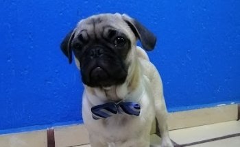 VETERINARY HOSPITAL little claws