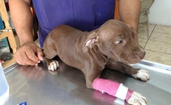 Atencion Veterinaria 