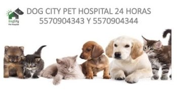 PET DOG CITY HOSPITAL
