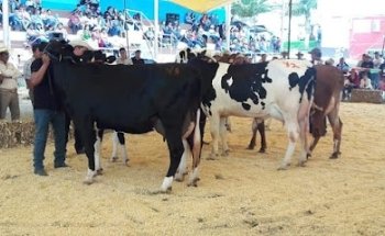 FARMACIA VETERINARIA 