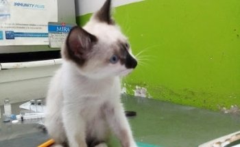 Clinica Veterinaria Y Estetica Canina 