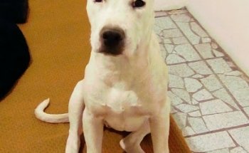 Clínica Veterinaria Doctor Licón