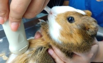 Médica Veterinaria Sur