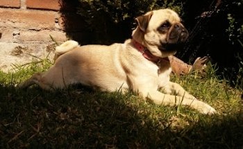 Clinica Veterinaria Bubastis la mora