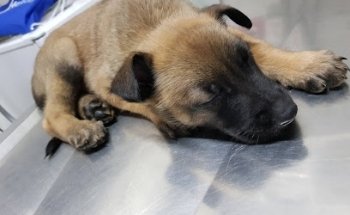 Clínica Veterinaria Aquavet