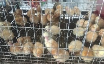 Veterinaria Solares, S.A. de C.V.