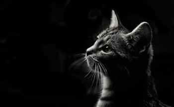 VETERINARY CLINIC ALMOND