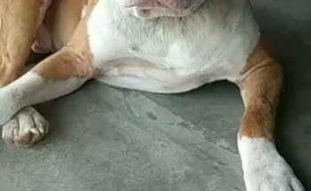 Veterinaria El Caporal