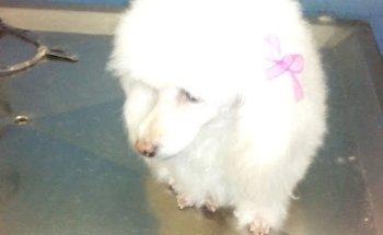 Veterinaria Cachorros