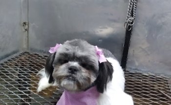 Estetica Canina CAN-WASH