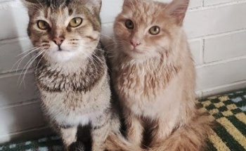 Veterinaria Hakuna Matata