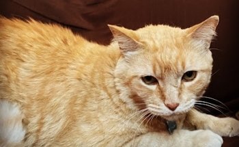 Guau&Miau Clínica Veterinaria