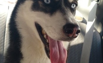 VETERINARY CLINIC Arámbula