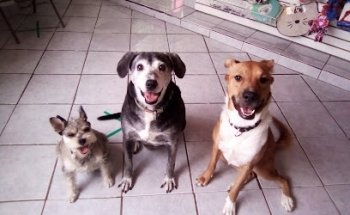 Clinica Veterinaria Mini Pets