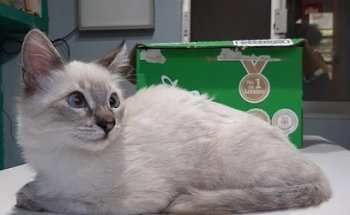 Clinica Veterinaria K9