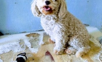 Servicios Veterinarios Dapeti