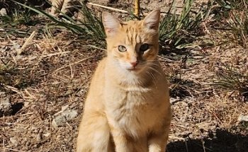 Veterinaria Santiaguito