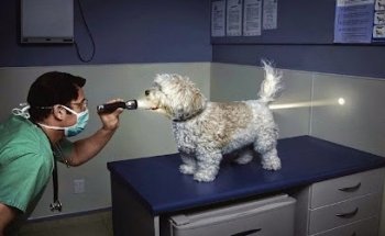 Clínica Veterinaria Can-cat