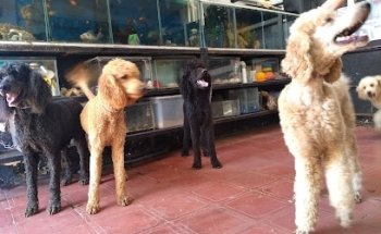 Veterinaria amores perros