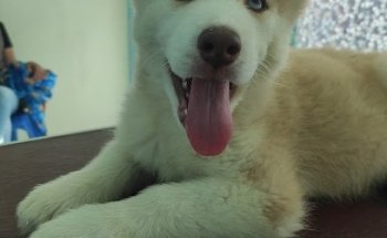 Consultorio Veterinario