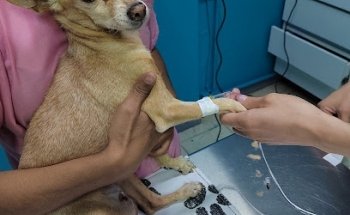 Centró Médico Veterinario