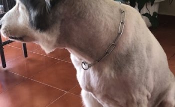 Animalitos Clínica veterinaria