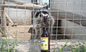 Clínica Veterinaria Zoovet MX