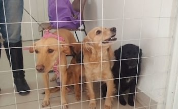 Antirrábico de Cuautitlán