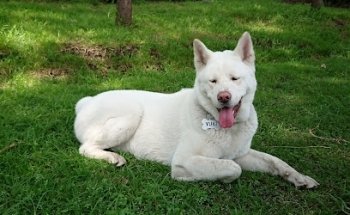 Estética Canina Shower Pet