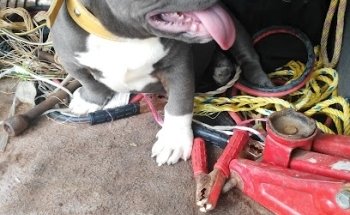 Agroveterinaria La Flor