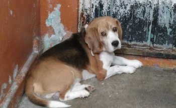 Animal Park Veterinary Clinic