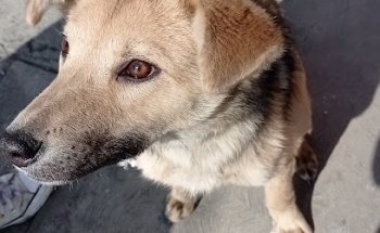 Clínica Veterinaria 