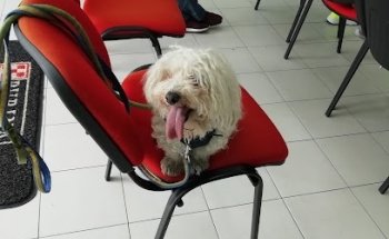 BUAP: Veterinary Hospital for Small Species